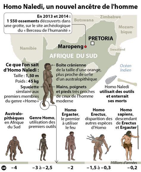 Why did homo naledi have a. Le coin S.V.T. » Blog Archive » Découverte d'une ancienne espèce du genre humain