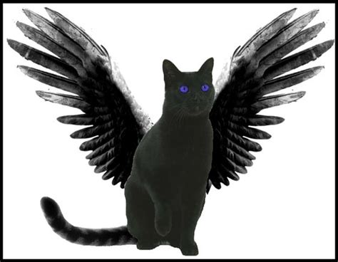 Black Cat With Wings Animal Ideas Pinterest Black Cats Opals