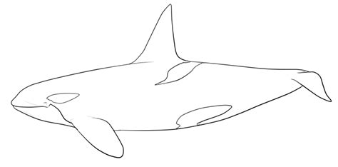 Click the download button to see the full image of killer whale coloring pages download, and download it for a computer. Killer Whale Drawings - Coloring Home