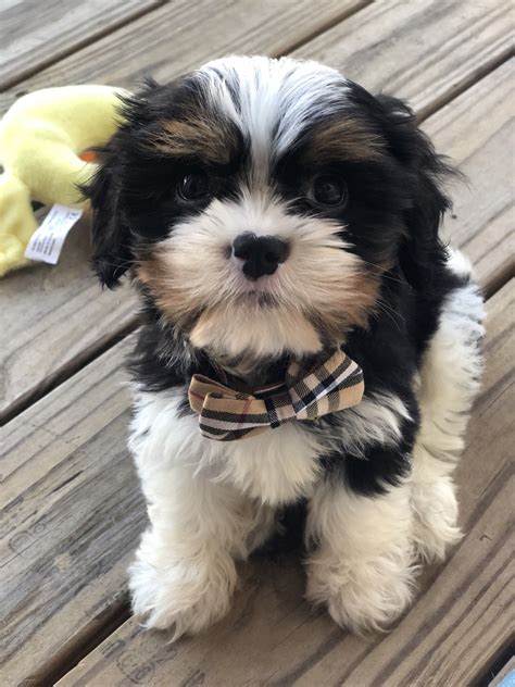 Jack is the puppy for you! Shih Tzu Puppies For Sale | Dothan, AL #324114 | Petzlover