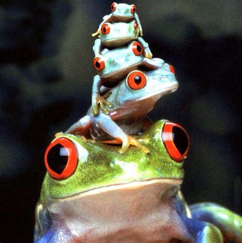 Frogs Funny Frogs Cute Frogs Animals And Pets Funny Animals Cute