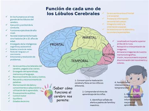Pin De Michelle Olarte En Science Anatomia Y Fisiologia Humana Neurociencia Y Educacion