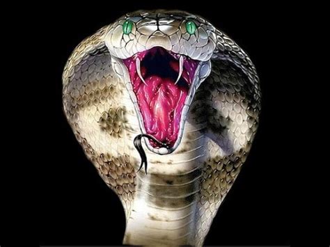 Überhaupt gewundert, was ist die giftigste schlange der welt? Morsures de serpents et d'araignées vénéneuses shram.kiev.ua