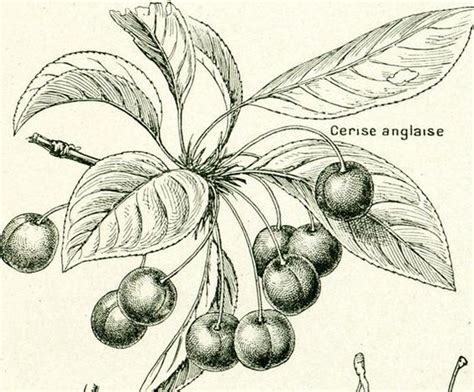 how to draw jamun tree antongieser