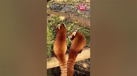 Red Pandas At Yorkshire Wildlife Park Itsastakesything Shorts