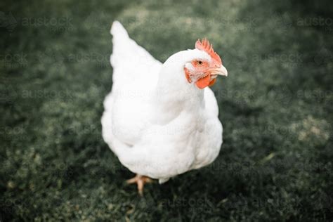 Image Of Fat White Broiler Meat Chicken Standing On Grass Austockphoto