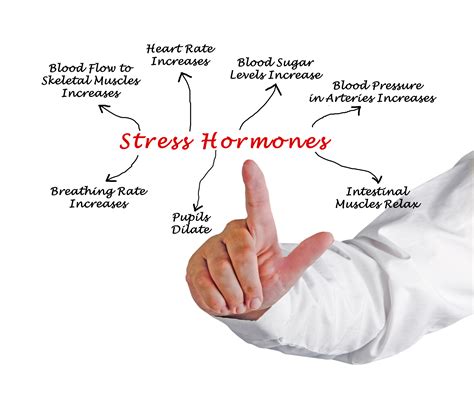 stress hormones and the implications for memory re mind