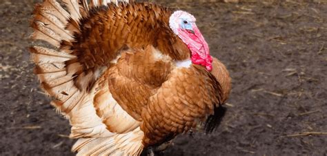 Facts About Turkeys That Everyone Should Know Peta Prime