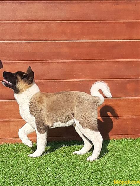 There are two separate varieties of akita: American Akita İnu Yavrularimiz - 241132 - bikopek.com