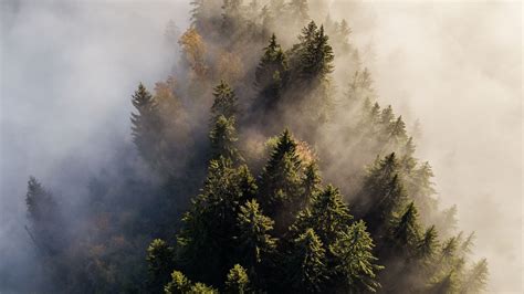 Download Wallpaper 1920x1080 Trees Fog Aerial View Treetops Forest