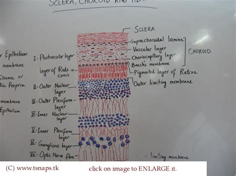 Histology Slides Database Histological Diagram Of Sclera Choroid And