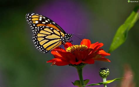 Zdjęcie Motyl, Monarcha, Kwiatek, Cynia