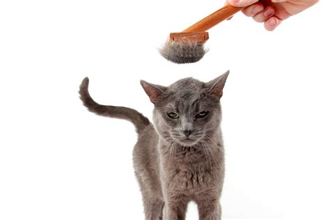 They can help evaluate your cat for. Your Cat's Excessive Shedding Can Be a Sign of Bigger Problems