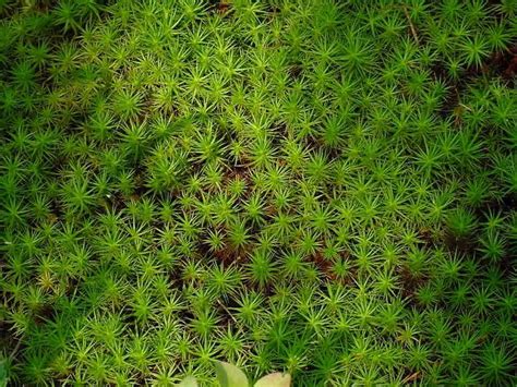 Sphagnum moss is ph neutral. Differences Between Sphagnum Moss and Sphagnum Peat Moss ...