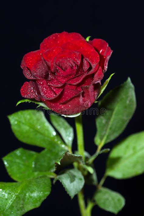 Red Rose Stock Photo Image Of Romance Petals Rose 85531722