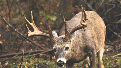 Whitetail Buck And Doe Wallpaper