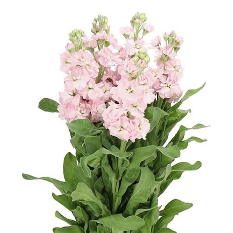 Stocks Milla Light Pink 55cm Wholesale Dutch Flowers And Florist