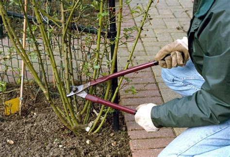 How To Prune Roses In 8 Simple Steps Garden Design