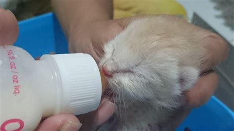 Susu Untuk Anak Kucing Baru Lahir Fundacionfaroccr
