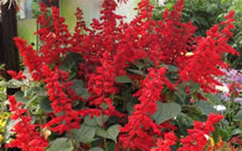 Red Salvias Perennials