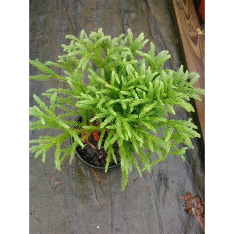 Plant 1 Gal Globosa Nana Dwarf Japanese Cedar Evergreen Compact