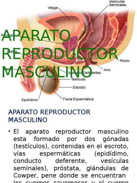 Aparato Reproductor Masculino Testículo Semen