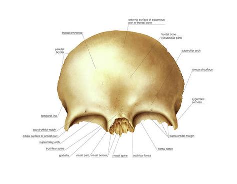 Frontal Bone Art Print by Asklepios Medical Atlas