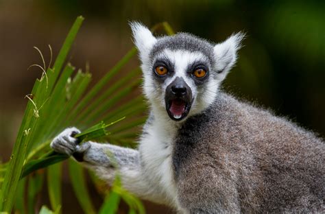 Lemur San Diego Zoo Animals And Plants