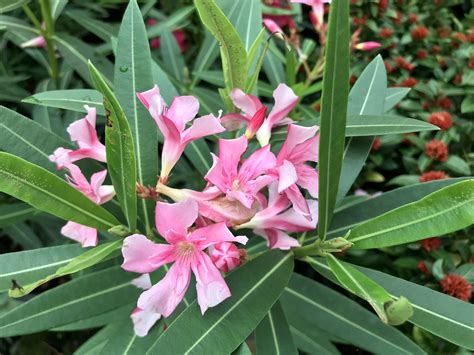 Oleander is regularly grown in gainesville, florida. FDA rejects oleander constituent as a dietary supplement ...