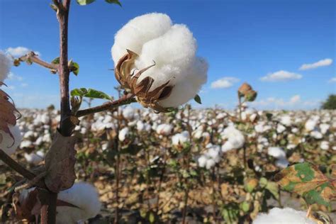 Drought, rains hurt Texas cotton - Texas Farm Bureau