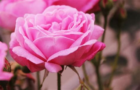When Is The Best Time To Plant Roses Lovetoknow