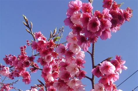 Hoa đào là một trong những loài hoa báo hiệu cho mùa xuân, là biểu tượng cho một năm mới đến. Hoa Anh Đào Thắm Đỏ Giữa Tuyết Trắng SaPa | Mytour.vn