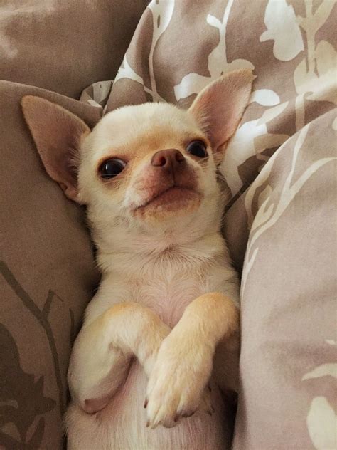 35 Very Cute Chihuahua Puppy Pictures And Images