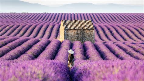 42+ Viral Gambar Pemandangan Bunga Lavender | Pemandangan