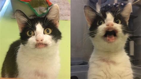 Cat With Cleft Lip Flashes An Adorable Smile To Everyone In Order To
