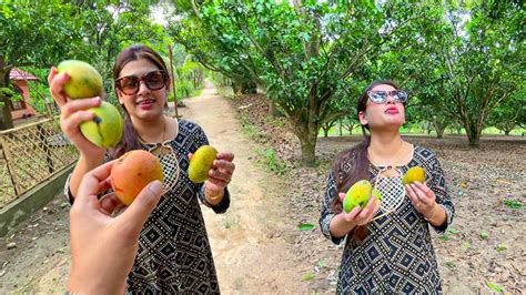 Huge Mango Garden Tour Collecting Organic Delicious Mangos