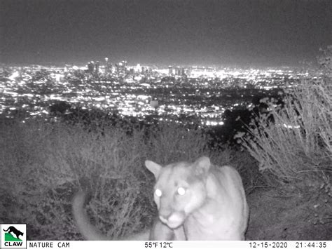 Citizens For Los Angeles Wildlife