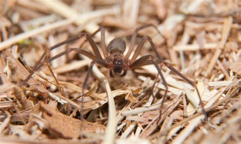 Venomous Spiders Of The Desert Identification And Safety In Arizona