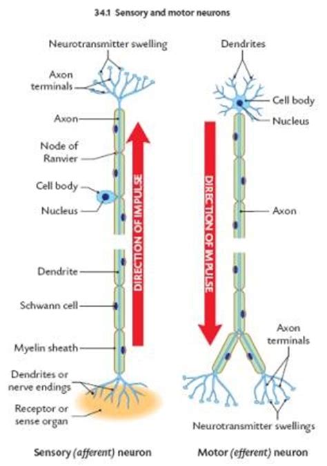 peripheral ns - BIOLOGY4ISC