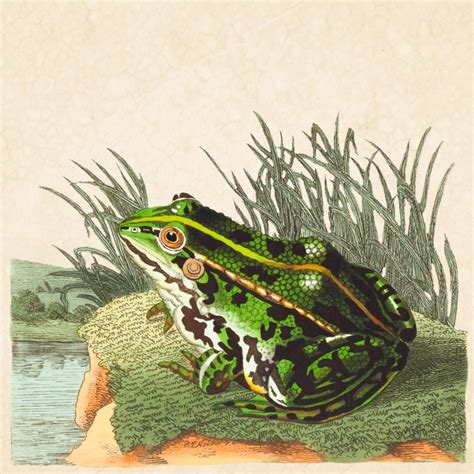 Old Vintage Frog Art Free Stock Photo Public Domain Pictures