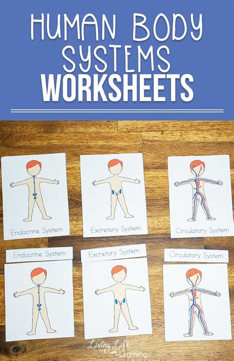 Human Body Systems Worksheets For Kids