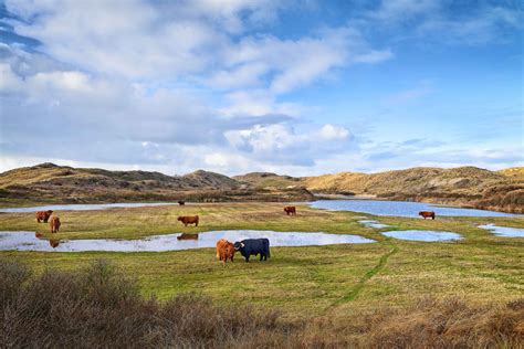 Highland Cattle Grazing In The Dunes Stan Schaap Photography