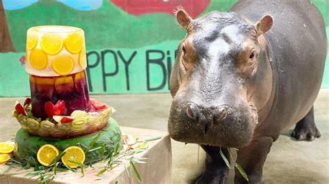 Hippo Birthday To You Hippopotamus Fiona Celebrates 4th Birthday At