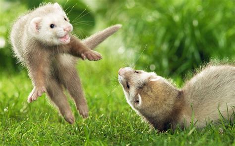 Ferret Wallpapers Wallpaper Cave