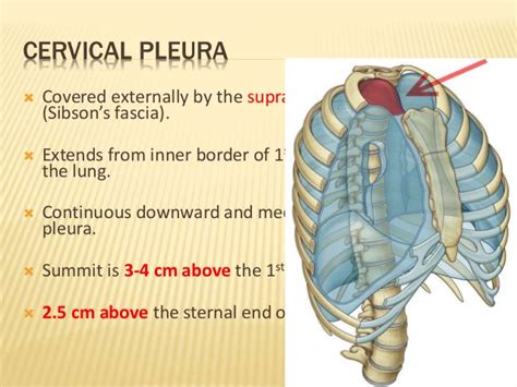 Find this pin and more on visceral fascia by suzanne de chazal. Pleura and lung