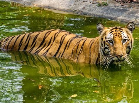 The Royal Bengal Tiger Drinking Water From The Forest Pond Stock Image