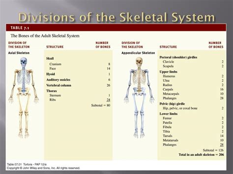 Ppt The Skeletal System The Axial Skeleton Powerpoint Presentation