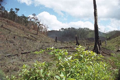 Deforestation Backcountry Madagascar Photo By Jonathan Ta Flickr