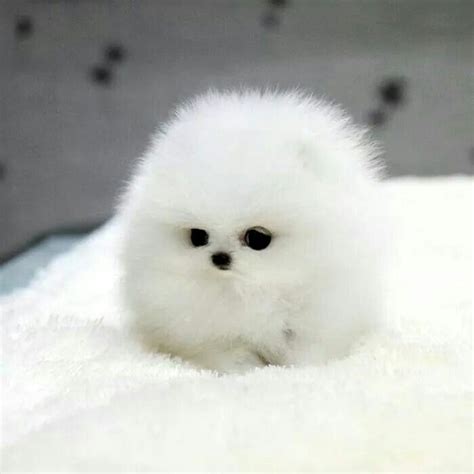 Still Too Adorable Teacup Pomeranianhusky Cute