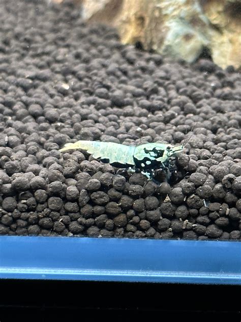 Help Sexing This Shrimp Please Sold As M But I Think F Rshrimptank
